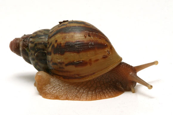 Lissachatina albopicta typ 2