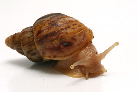Lissachatina albopicta typ 3