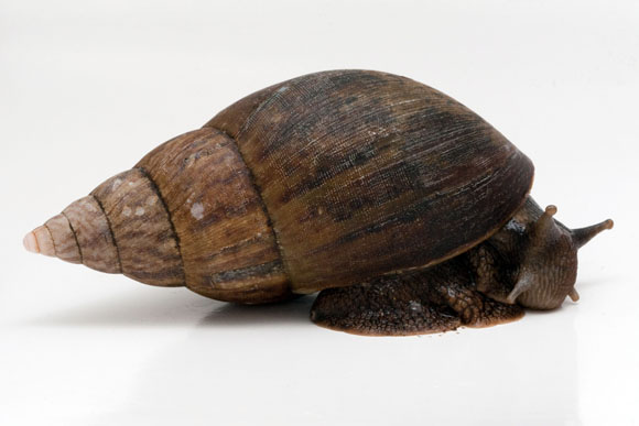Achatina balteata Congo