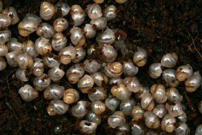 líhnutí Lissachatina fulica 4