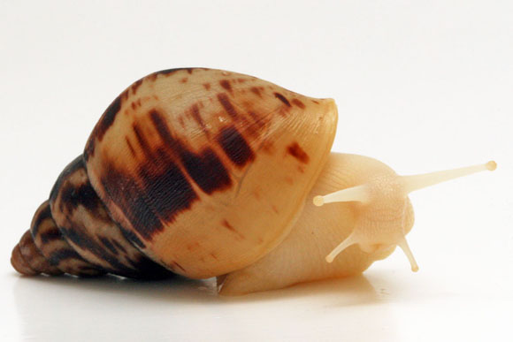 Lissachatina reticulata albino body