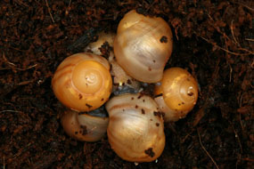 líhnutí Archachatina marginata candefacta Cameroon