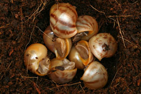 líhnutí Archachatina marginata candefacta Cameroon