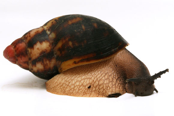 Archachatina marginata cf. eduardi var. rhodei Cameroon