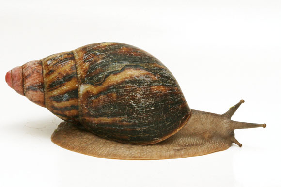 Archachatina marginata cf. suturalis Nigeria silver body