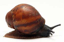 Archachatina marginata clenchi juvenil