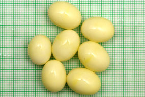snůška Archachatina marginata candefacta Cameroon