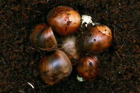 líhnutí Archachatina marginata eduardi Cameroon