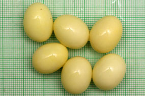 snůška Archachatina marginata ovum Nigeria typ 2