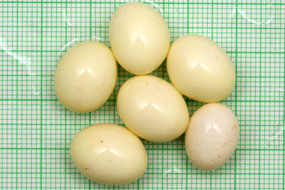 snůška Archachatina marginata ovum Nigeria light body