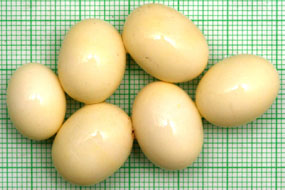 snůška Archachatina marginata suturalis Nigeria typ 2