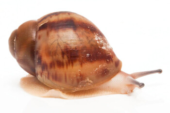 Archachatina marginata suturalis Nigeria type 1a leucistic