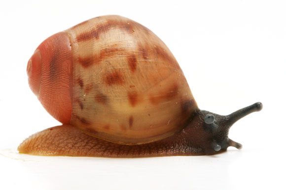 Archachatina marginata ssp. 4 Cameroon juvenil