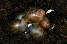 líhnutí Archachatina papyracea Nigeria