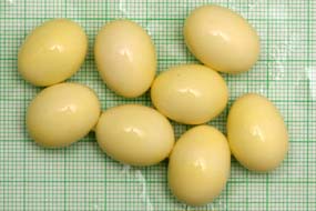 snůška Archachatina puylaerti Togo albino body