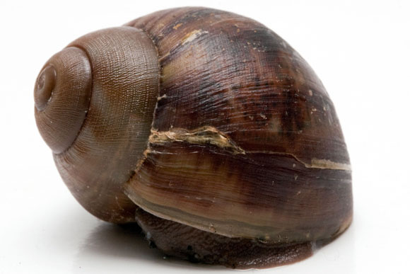 Archachatina puylaerti Togo