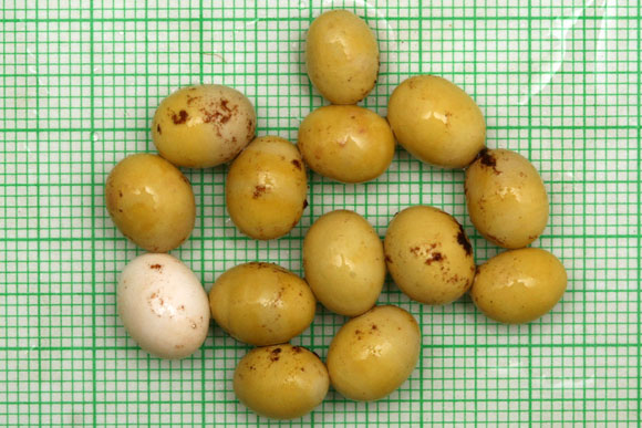 Achatina tincta Congo