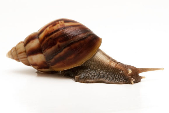Lissachatina fulica Benteng, Selayar, Indonesia