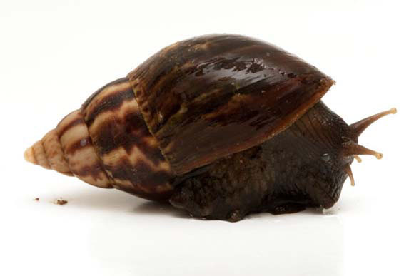 Lissachatina fulica Rantepao, Celebes, Indonesia