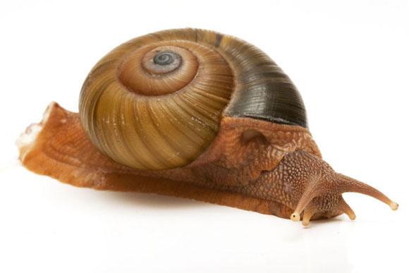 Hemiplecta wichmanni Rantepao, Celebes, Indonesia