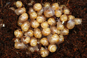 líhnutí Lissachatina immaculata panthera