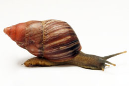 Lignus intertinctus