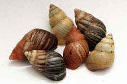 Lignus intertinctus