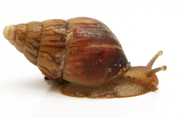 Limicolaria sp. Tanzania semiadult
