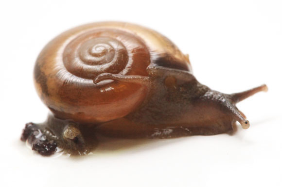 Macrochlamys sp. Kandy, Sri Lanka adult