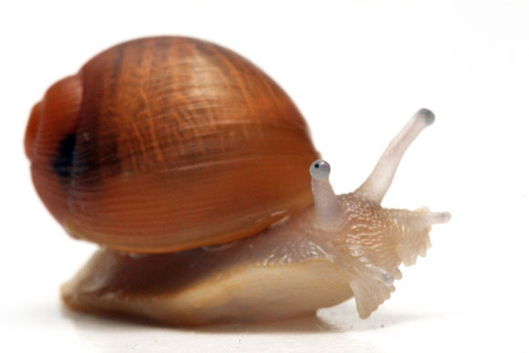Megalobulimus oblongus haemastomus Uruguay juvenil