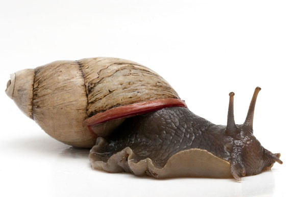 Megalobulimus oblongus haemastomus Uruguay