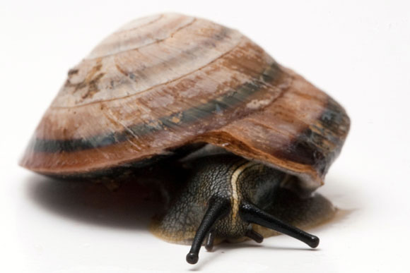 Pleurodonte marginella semiaperrta Cuba