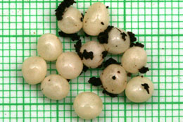 snůška Pleurodonte sp. Barbados