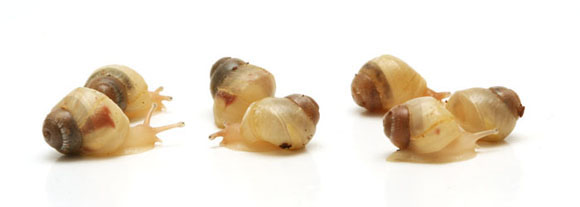 Pseudachatina laeiana Cameroon