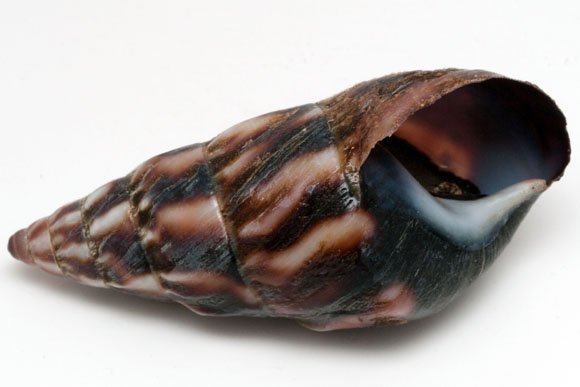 Pseudachatina connectens colorata Cameroon