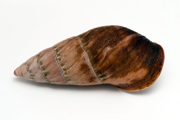 Pseudachatina sp. Cameroon