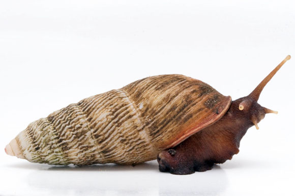 Pseudachatina laeiana Cameroon