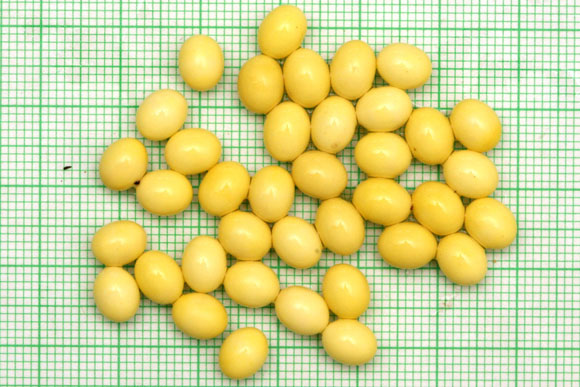 snůška Pseudachatina laeiana Cameroon