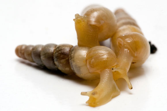 Subulina octona Brazil