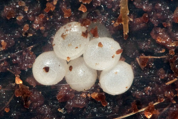 snůška Tanychlamys amboinensis Benteng, Selayar,Indonesia